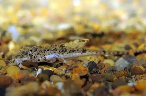 Лорикарія золотиста (Rineloricaria microlepidogaster)