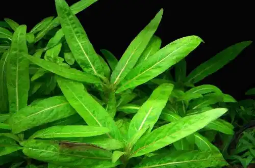Стаурогін низькорослий (Staurogyne sp. «Low Grow»)