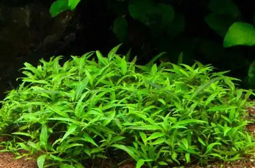 Стаурогін Порт-Вельйо (Staurogyne sp. «Porto Velho»)