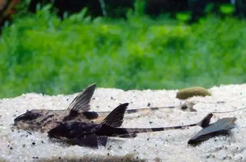 Королівська Лорікарія (Loricaria simillima)