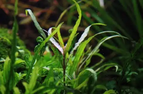 Стаурогін столоніфера (Staurogyne stolonifera)