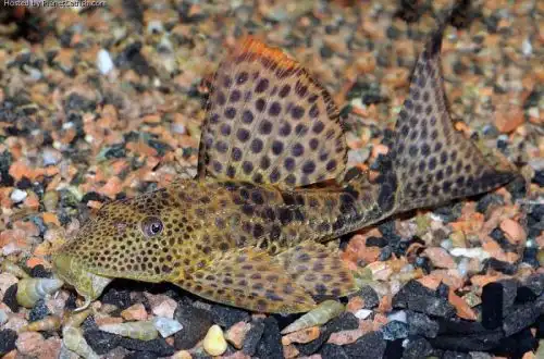 Плекостомус плямистий (Hypostomus punctatus)