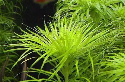 Тоніна Манаус (Syngonanthus inundatus)
