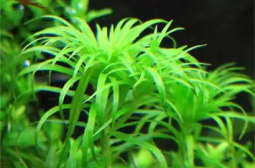 Тоніна білем (Syngonanthus macrocaulon)