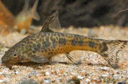 Отоцинклюс крапчастий (Otocinclus flexilis)