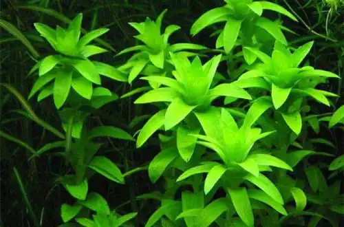 Тоніна річкова (Tonina fluviatilis)