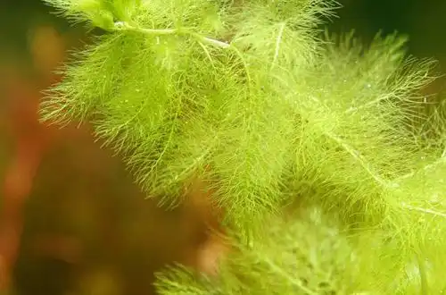 Бульбашка золота (Utricularia aurea)