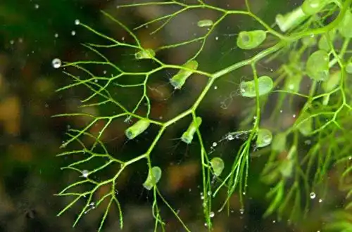 Пухирчатка звичайна (Utricularia vulgaris)