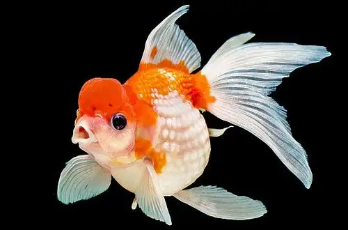 Золота рибка "Перлина з короною" (Crown Pearlscale Goldfish)