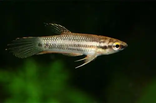 Малайський півник (Betta pugnax)