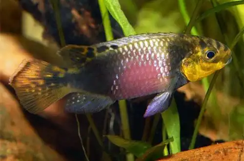 Пельвікахроміс крібенсіс (Pelvicachromis subocellatus)