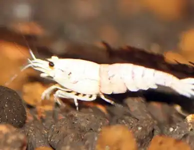 Біла креветка (Caridina cantonensis "Snow White")