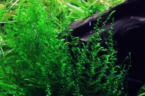 Мох Дрепанокладус (Drepanocladus aduncus)