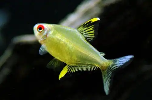 Лимонна Тетра (Hyphessobrycon