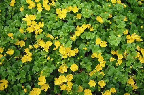 Вербейник монетчастий (Lysimachia nummularia)