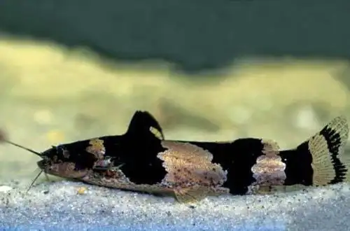 Американський сомік-джміль (Microglanis iheringi)