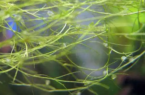 Пухирчатка горбата (Utricularia gibba)