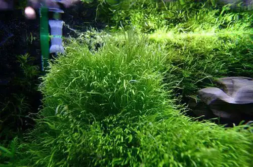 Утрикулярія грамініфолія (Utricularia graminifolia)