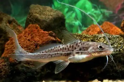 Пімелодус плямистий (Pimelodus maculatus)