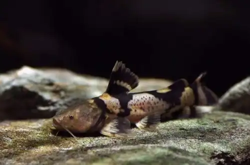 Псевдопімелодус буфоніус (Pseudopimelodus bufonius)