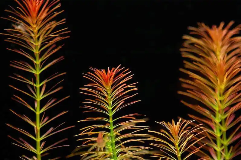 Ротала Валліха (Rotala wallichii)