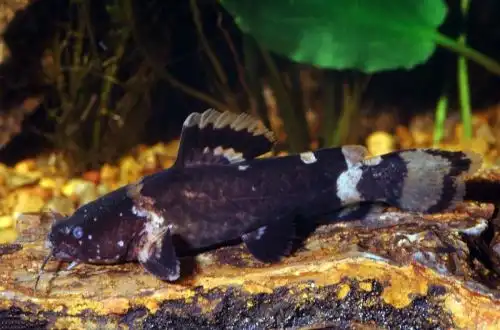 Батрохогланіс (Batrochoglanis raninus)