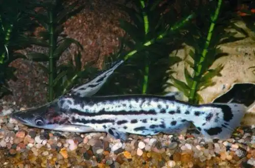 Агенеїозус (Ageneiosus magoi)