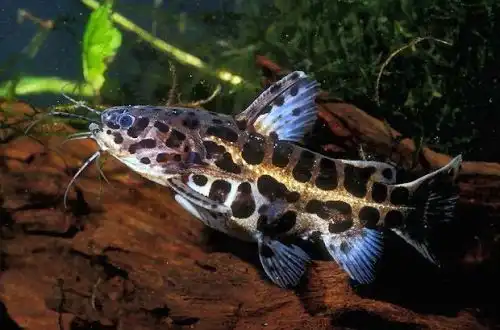 Ягуаровий сом (Liosomadoras oncinus)