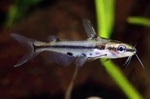 Багрус візерунковий скляний (Hyalobagrus ornatus)