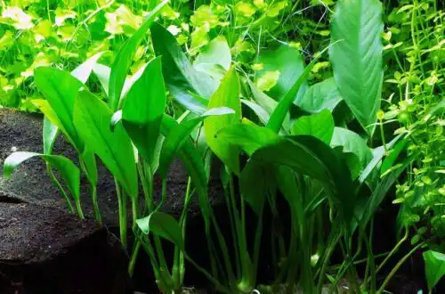 Анубіас Бартера вузьколистий (Anubias barteri var. Angustifolia)