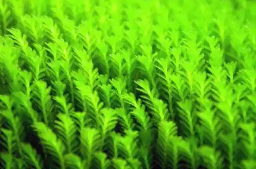 Мох Фісіденс міні (Fissidens crispulus)