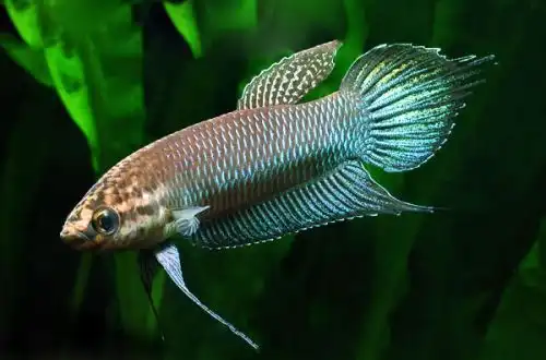 Стрункий півник (Betta bellica)