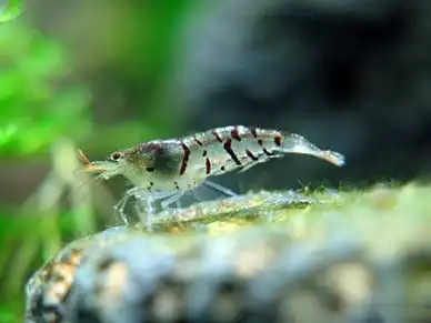 Тигрова креветка (Caridina cantonensis "Tiger")