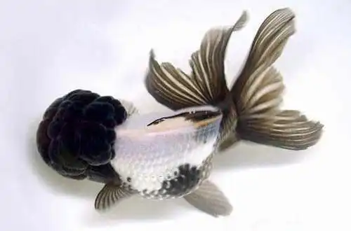 Золота рибка Панда (Panda Goldfish)