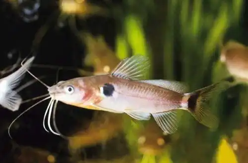 Сом Касатка червона (Mystus nigriceps)
