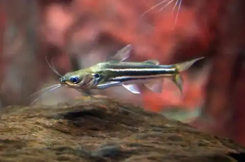 Містус смугастий (Mystus vittatus)