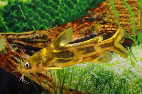 Сомік Косатка-скрипун (Tachysurus fulvidraco)