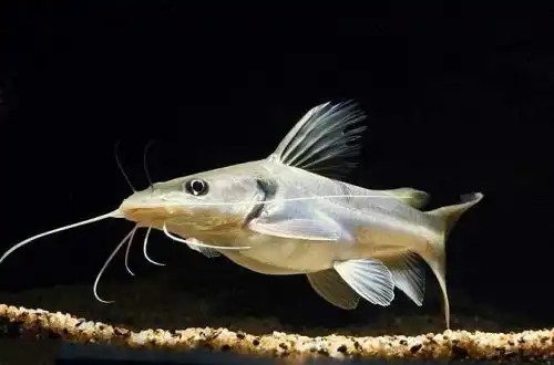 Широкоголовий сом (Clarotes laticeps)