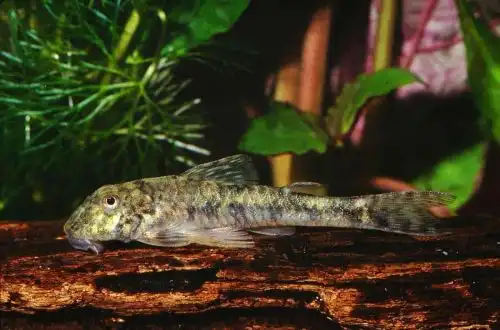 Паротоцинклус Джамбо (Parotocinclus jumbo)