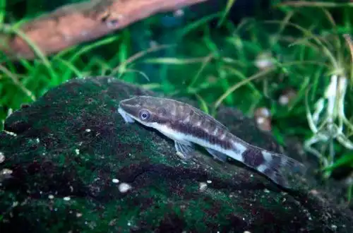 Отоцинклюс Хоппе (Otocinclus hoppei)