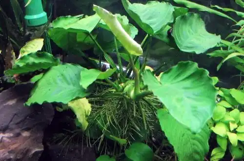 Анубіас Бартера каладіфолія (Anubias barteri var. Caladiifolia)