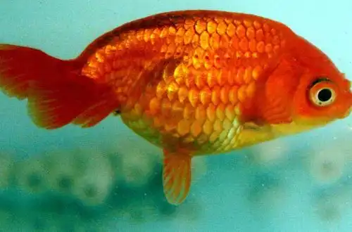 Яйцеподібна Золота рибка (Egg-fish Goldfish або Maruko)
