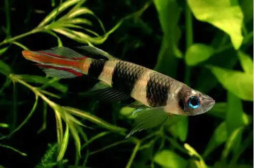 Клоун Кіллі або Епіплатіс факельний (Epiplatys annulatus)