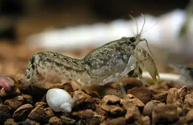 Болотяний карликовий рак (Cambarellus puer)