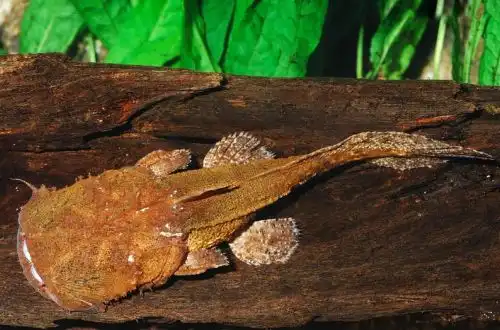 Чака банканензис або Сом-рибалка (Chaca bankanensis)