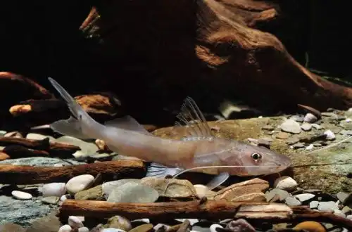 Сомік довговусий (Megalonema platycephalum)