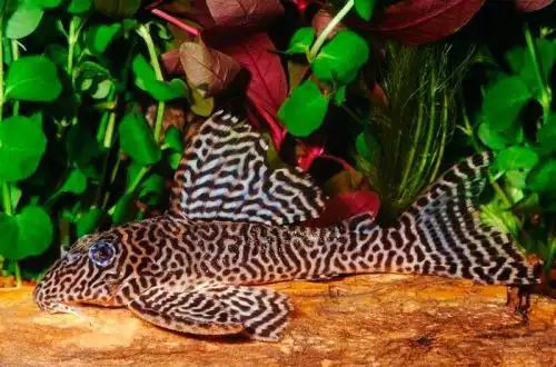 Королівський тигровий плекостомус (Hypancistrus sp. L066)
