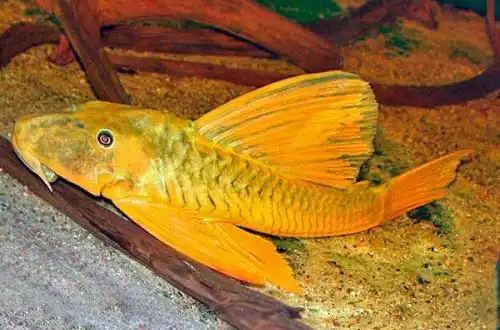 Золотий плекостомус (Hypostomus luteus)