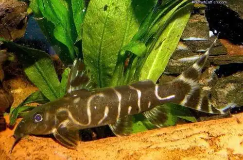 Снодонтіс Брішара (Synodontis brichardi)
