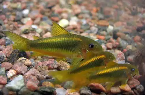 Коридорас меланотенія (Corydoras melanotaenia)